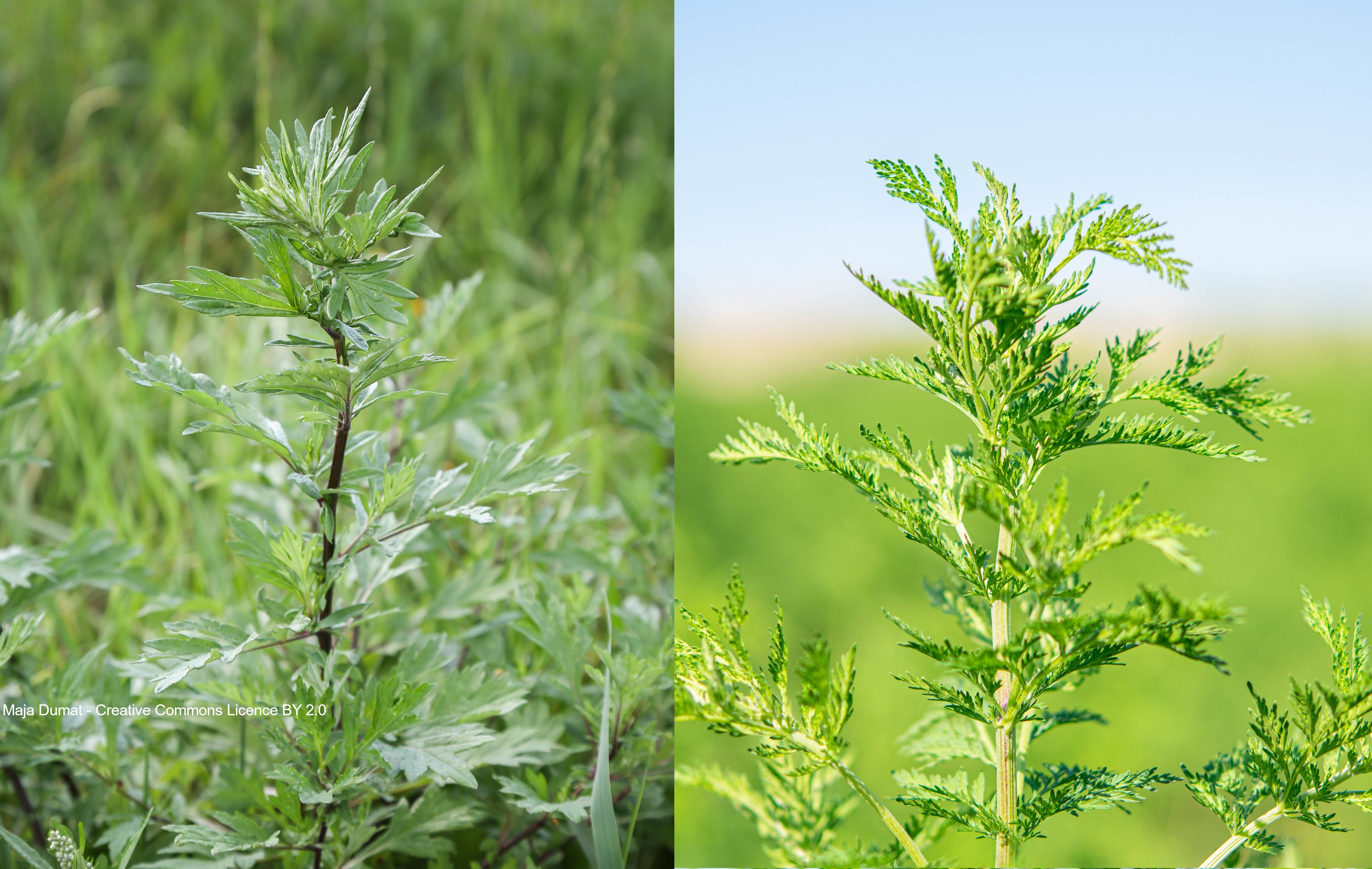 Artemisia annua et Artemisia vulgaris - quelle est la différence