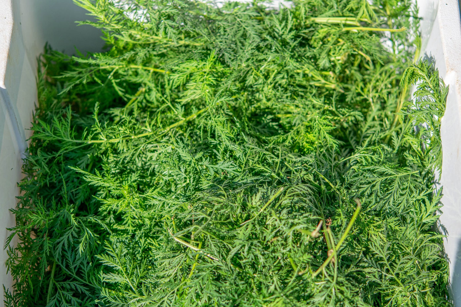 Artemisia Annua frisch geerntet (ohne Blüte/einjähriger Beifuß/August)