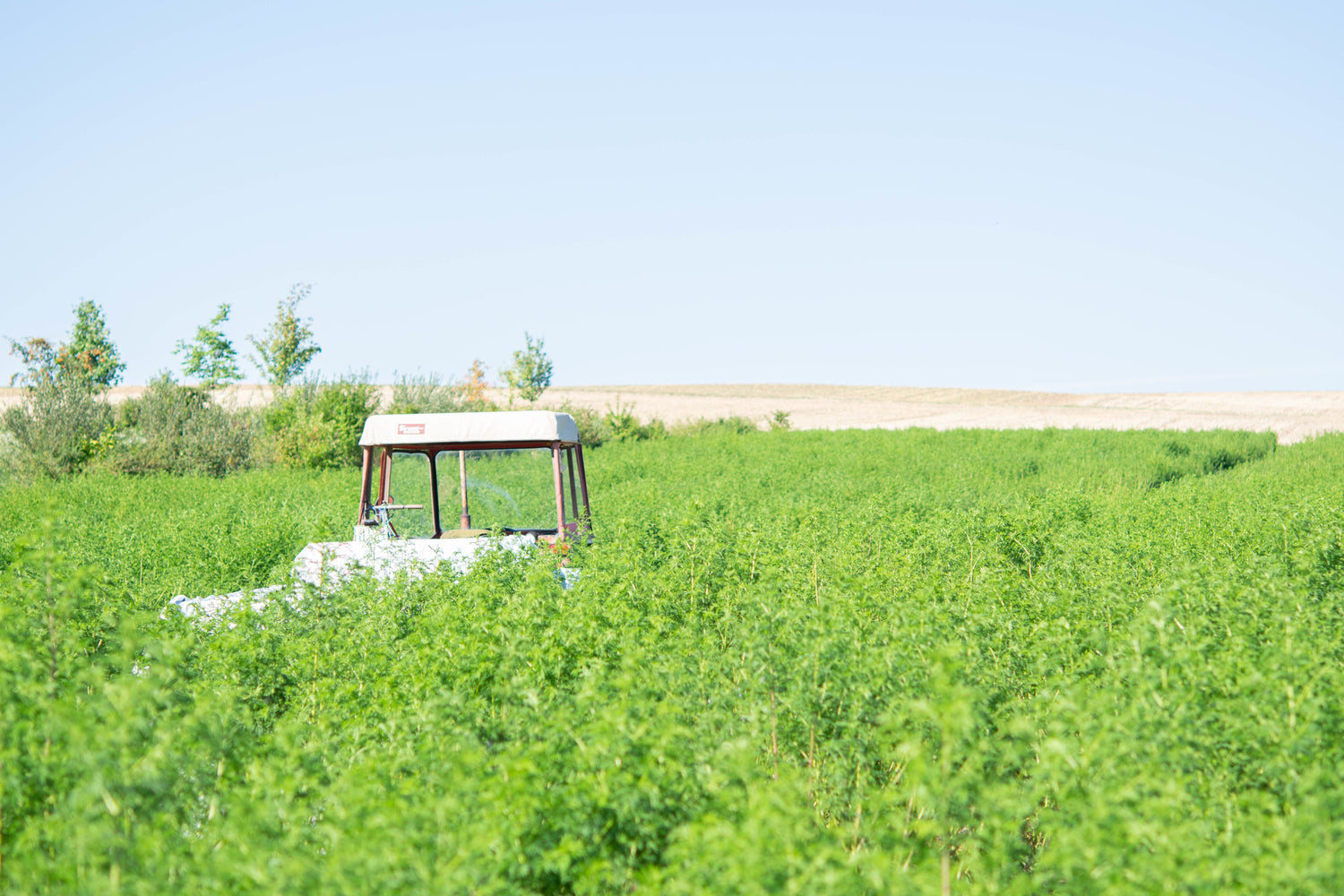 Artemisia Annua u.a. bekannt als Heilpflanze aus der traditionellen chinesischen Medizin (TCM)