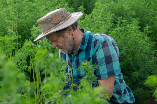 Artemisia Annua aus eigenem Anbau