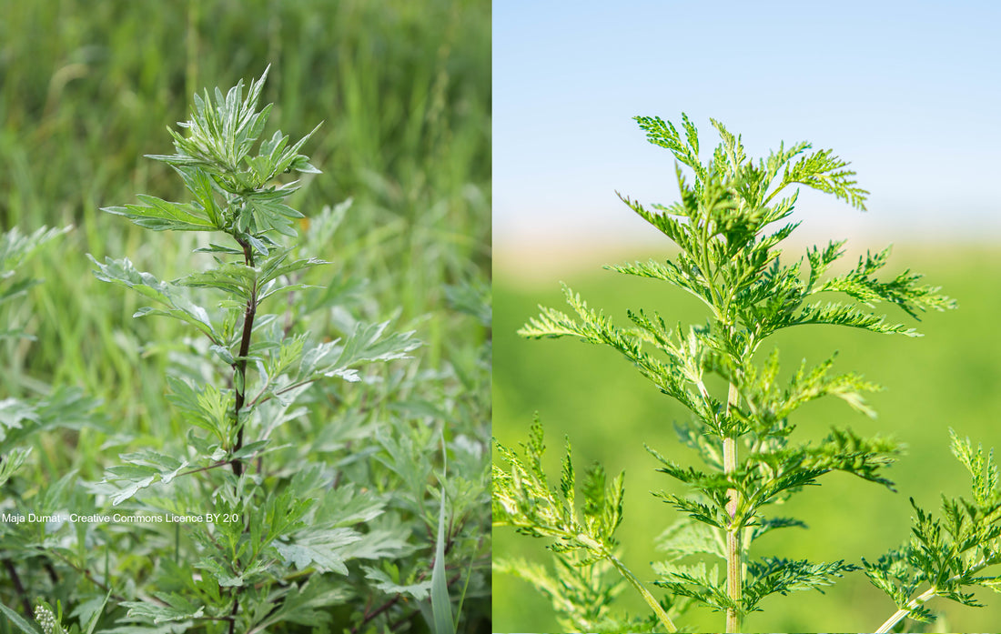 Artemisia annua und Artemisia vulgaris – was ist der Unterschied?