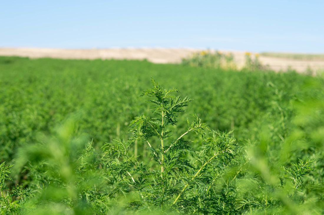 Artemisia annua - einjährige Pflanze mit verschiedenen Wirkungen und Inhaltstoffen