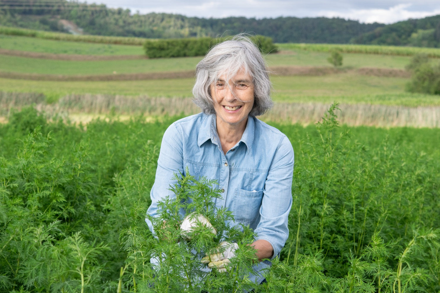 Artemisia Bio Ernte