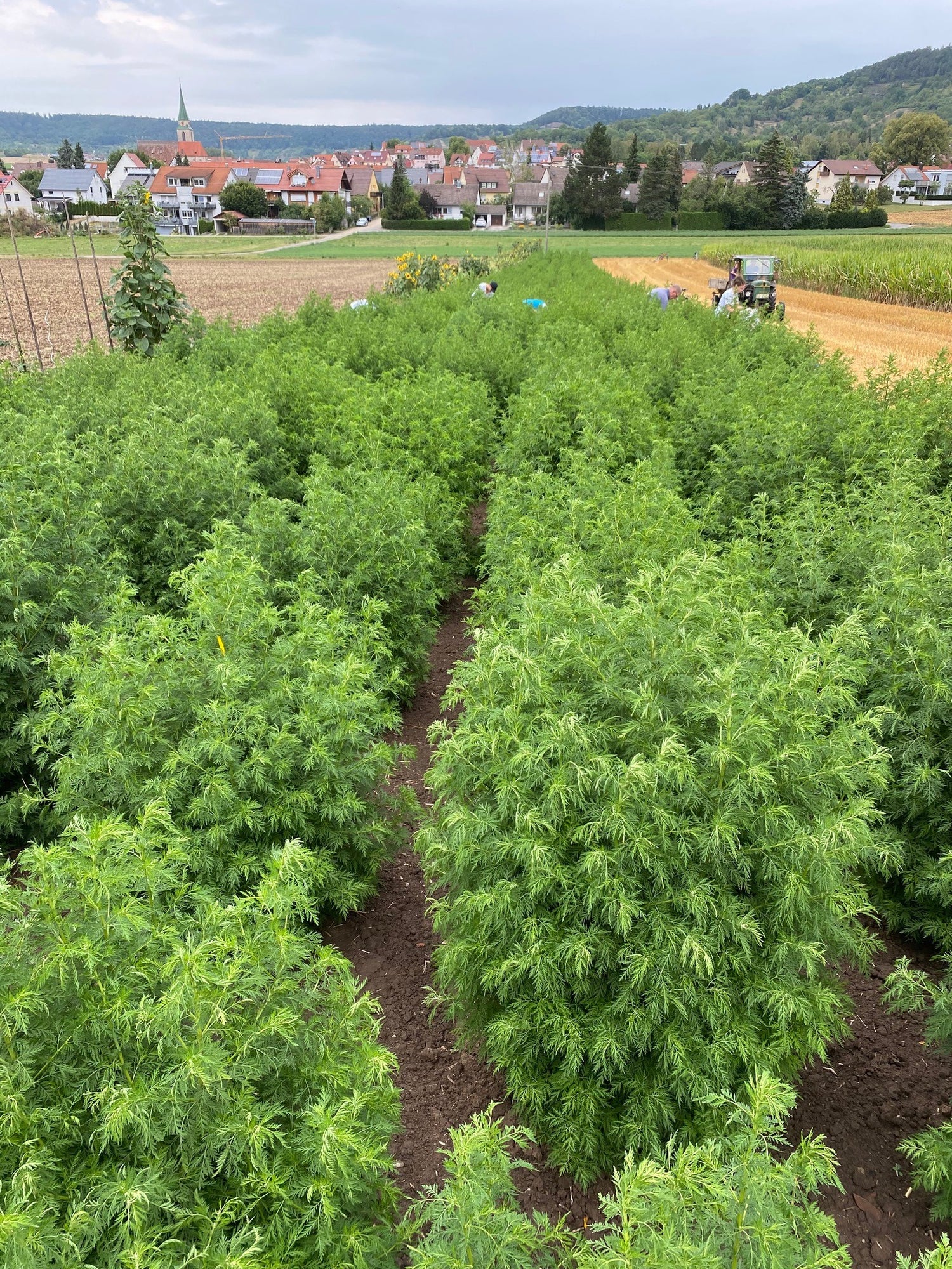 Artemisia Annua Ernte (September)