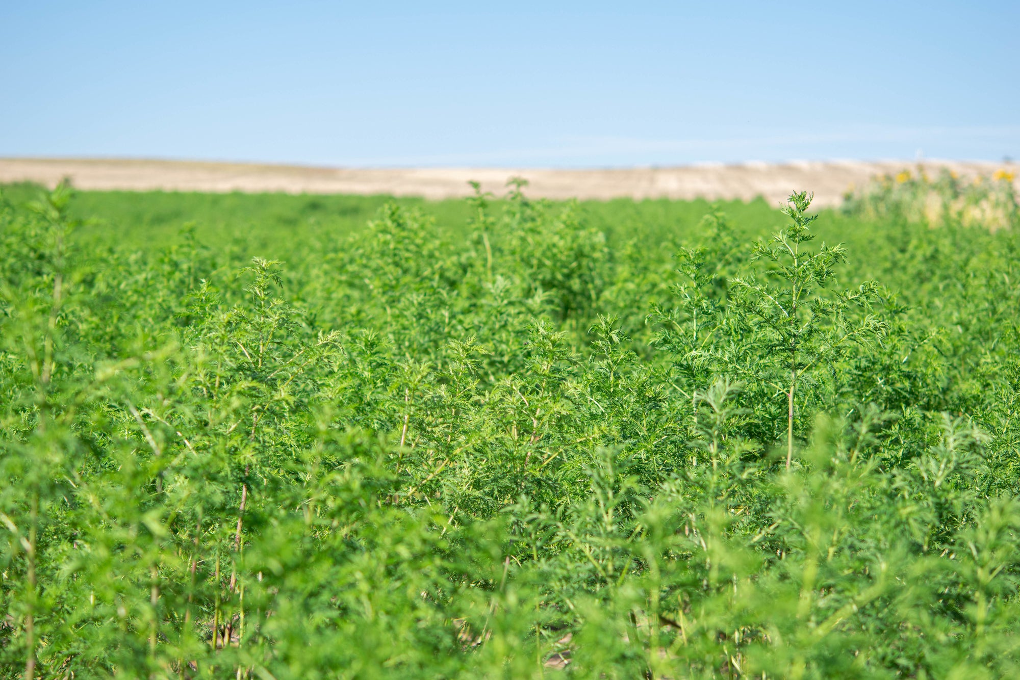 Artemisia Annua in Top Qualität aus DE kaufen Dein