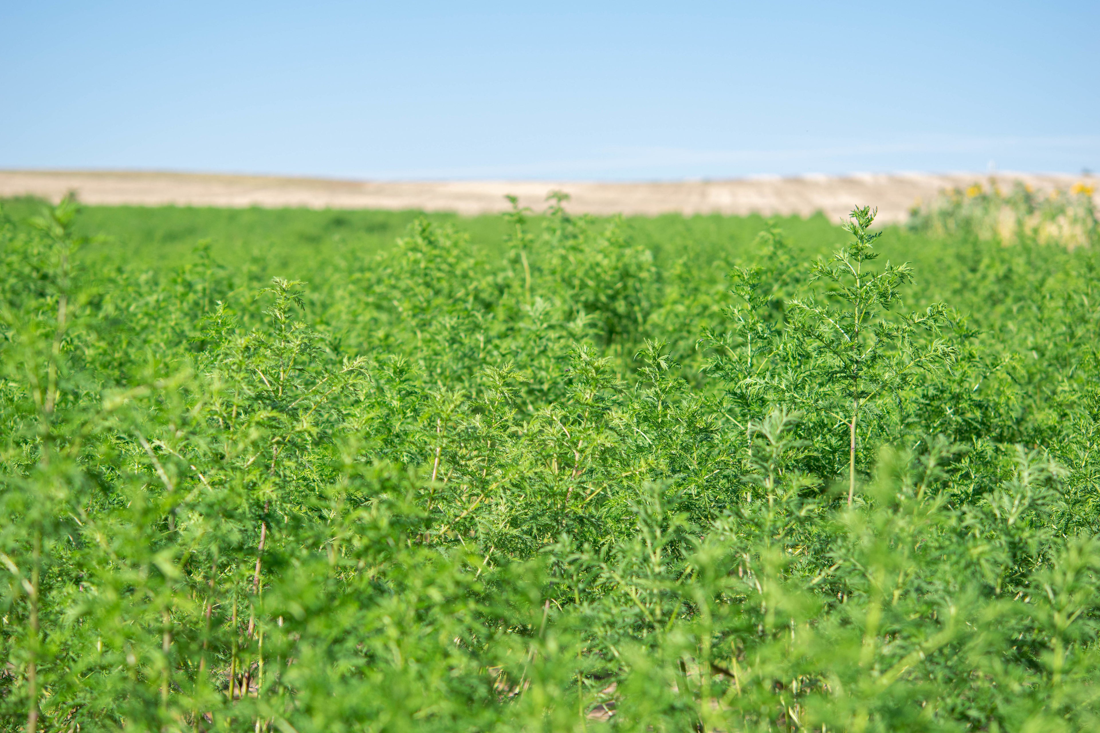 Artemisia Annua in Top Qualität aus DE kaufen Dein