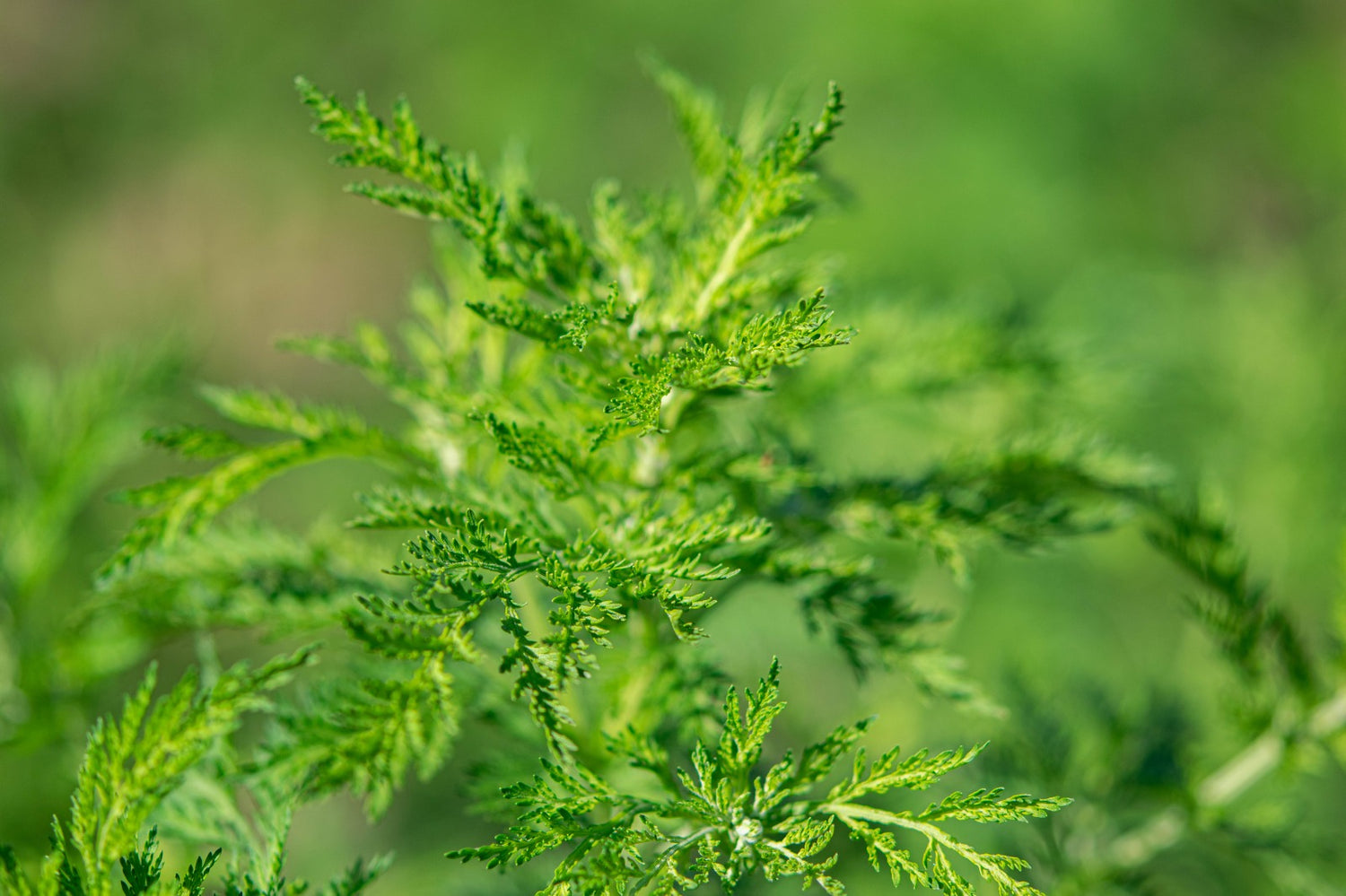 Artemisia Annua (ohne Blüten/August) - Forschung testete Pflanzen gegen Sars Cov 2 / Covid 19